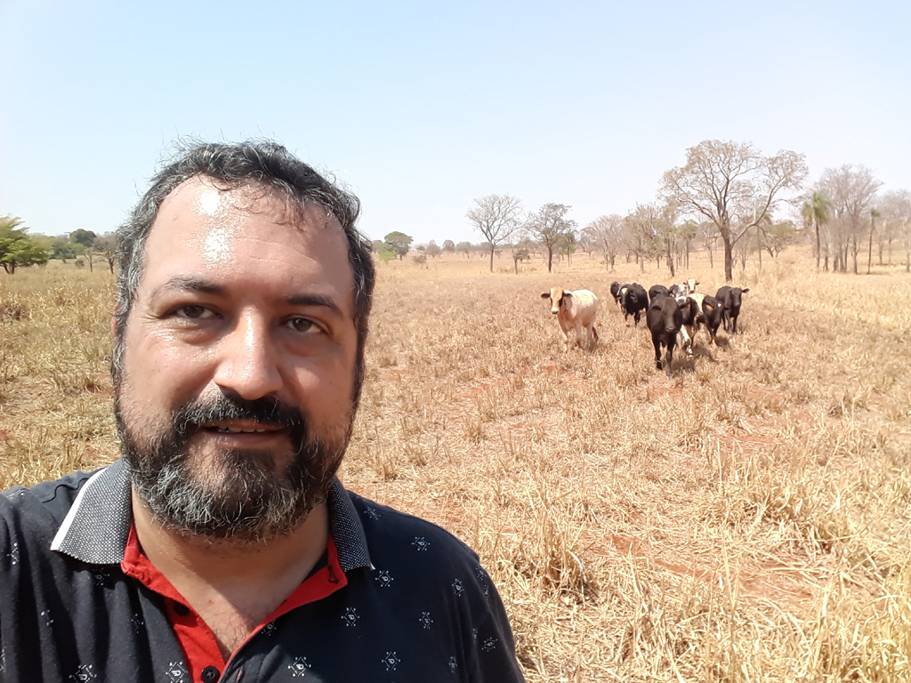 Muito gado na região da confluência - Much cattle in the confluence region