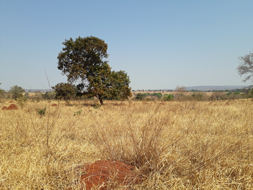 Visão oeste - west view