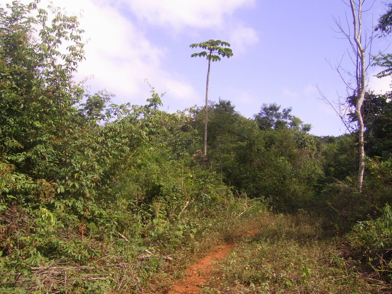 Visão sul - south view