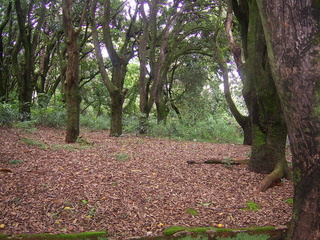 #1: Confluência a 45 metros adiante, dentro da mata - confluence 45 meters ahead, in the forest