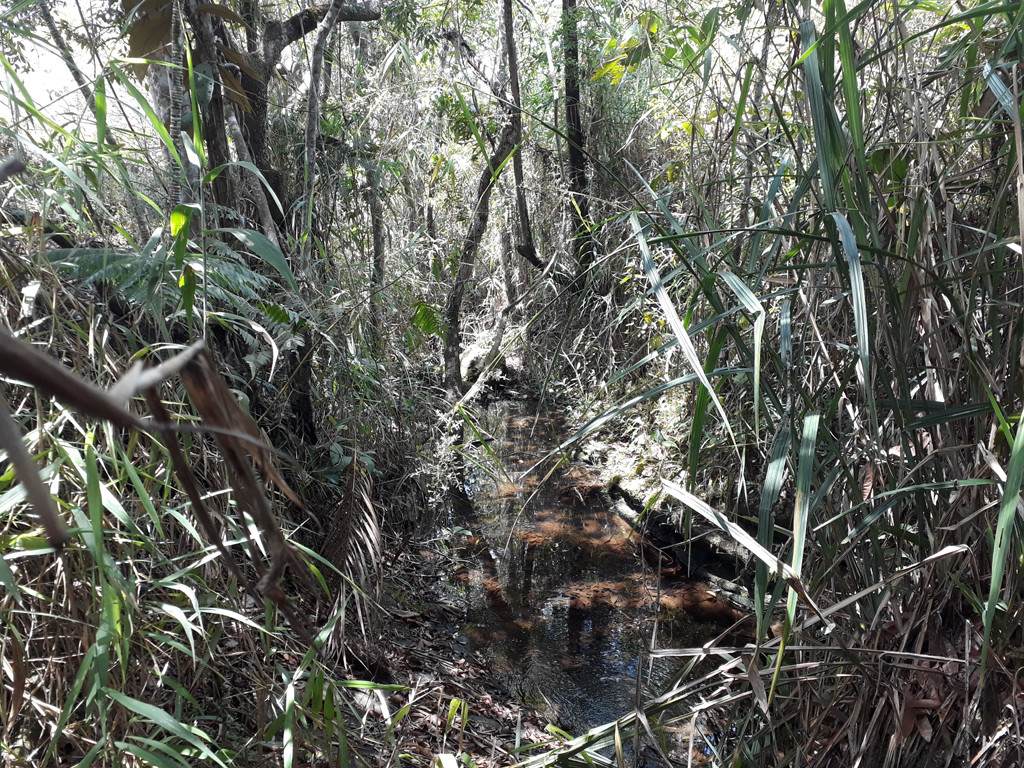 Riacho no fundo de vale - stream at the bottom valley