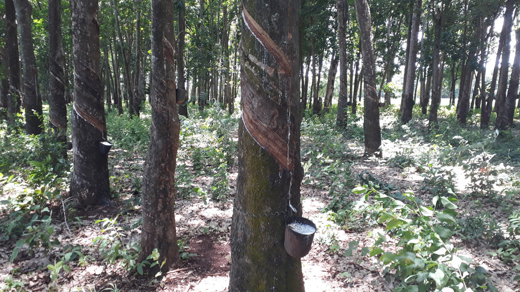 Plantação de seringueiras - rubber tree plantation