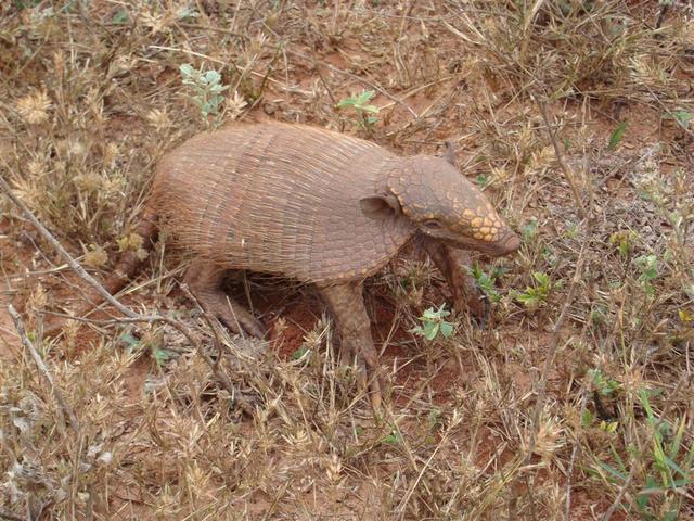 Armadillo close to confluence