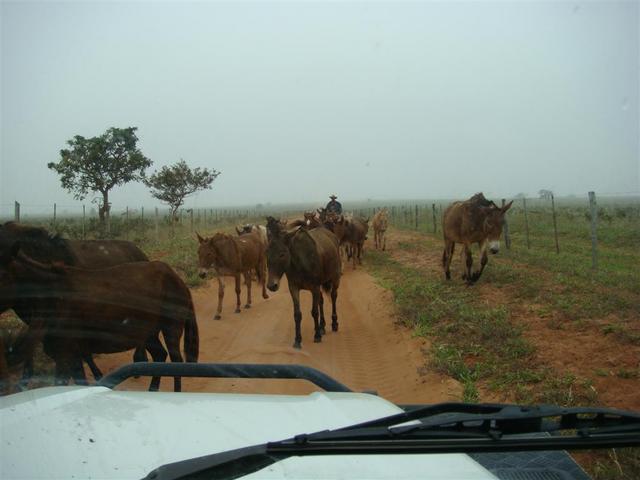 Mules on the road to CP