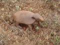 #8: Armadillo close to confluence