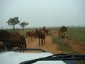 #9: Mules on the road to CP