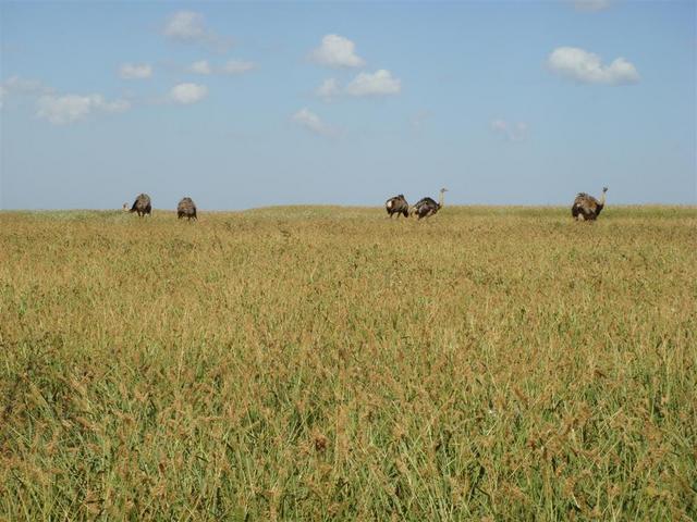 Emas (Brazilian ostrich)