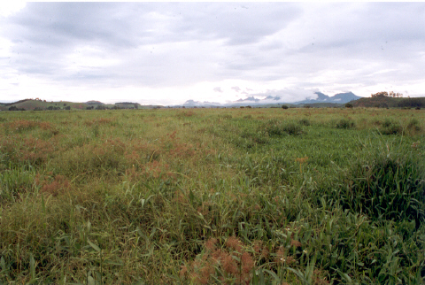 Looking West