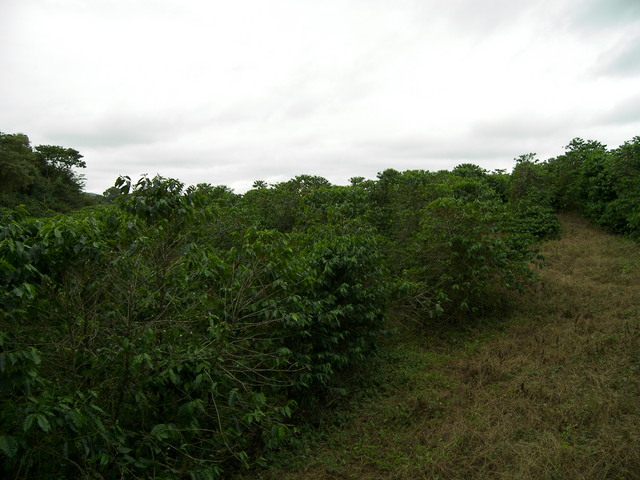 Vista para o Leste.