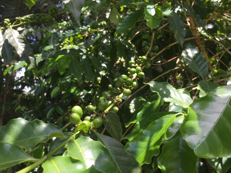 Coffee beans at the confluence point