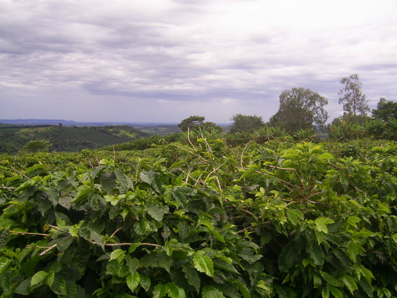 Visão norte - north view