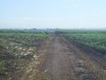 #7: Estrada de terra em direção à confluência - dirt road following to the confluence