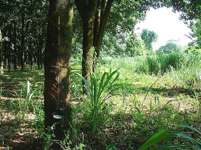 The confluence itself is marked by the latex-collecting pot on the tree