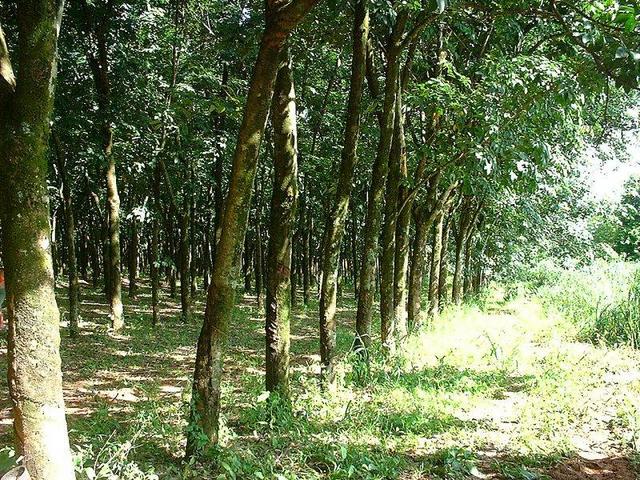 East, looking down the path next to the rubber trees