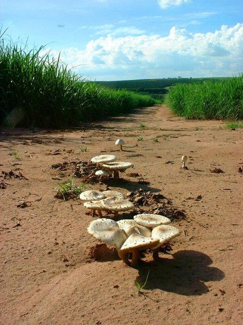 Giant mushrooms along the way