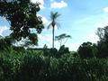 #3: a spectacular view south, with sugar and palm trees