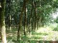 #4: East, looking down the path next to the rubber trees