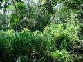 #5: West, looking quite jungly