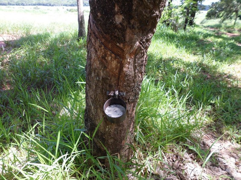 Coleta do látex - Collecting latex