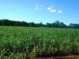 #1: The confluence is in a field of sweetcorn, just off the path