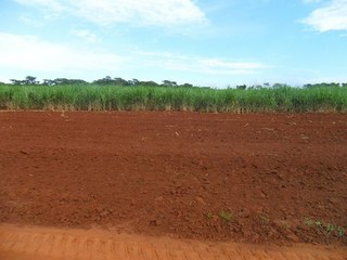 #1: Visão geral e a confluência 35 metros adiante, no início da plantação - general view and confluence 35 meters ahead, at the beginning of the planation