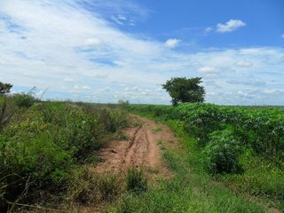 #1: Visão geral a partir da estrada de terra, a 80 metros da confluência - general view from dirt road, 80 meters to the confluence