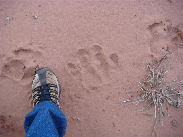 Big footprint, of an unknown animal, close to CP