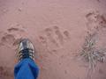 #10: Big footprint, of an unknown animal, close to CP