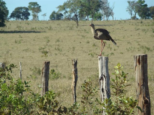 Seriema - Dicholophus cristatus - very common bird in the cerrado