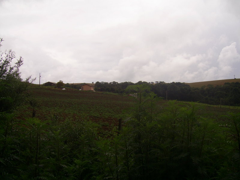 A confluência está 46 metros adiante, dentro da plantação - confluence 46 meters ahead in the plantation