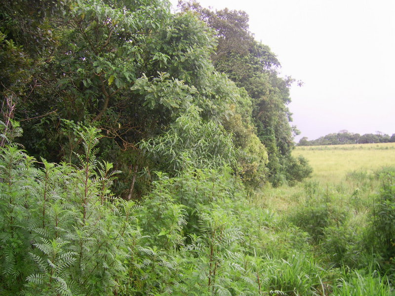 Visão oeste - west view