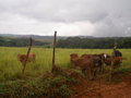 #7: Visão a partir da estrada de terra, com o pasto e a confluência ao fundo - view from dirty road, with pasture and confluence in background