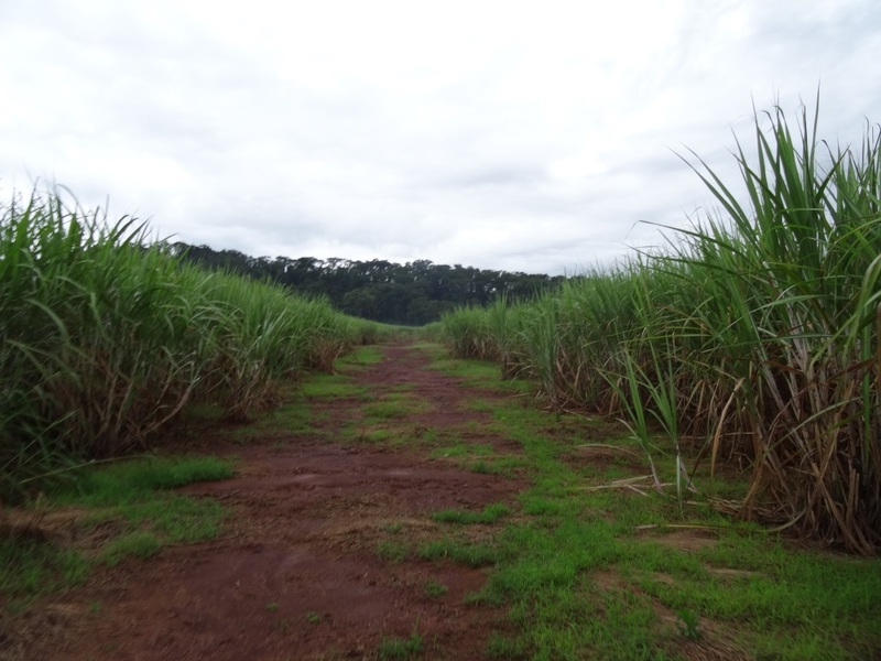 Camino entre las cañas. Path among cane field