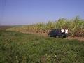 #4: South view. Valeria and Cris at the edge of sugarcane plantation, 54m from confluence point.