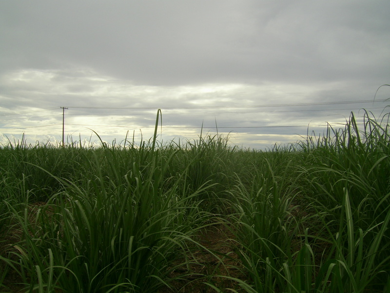 Visão oeste - west view