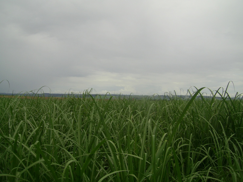 Visão sul - south view