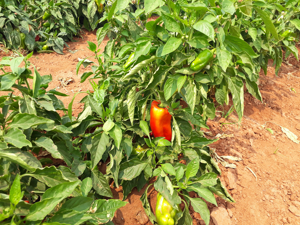 A confluência se localiza em uma plantação de pimentão – the confluence lies in a bell pepper plantation