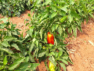 #7: A confluência se localiza em uma plantação de pimentão – the confluence lies in a bell pepper plantation