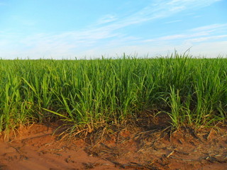 #1: Visão geral - general view