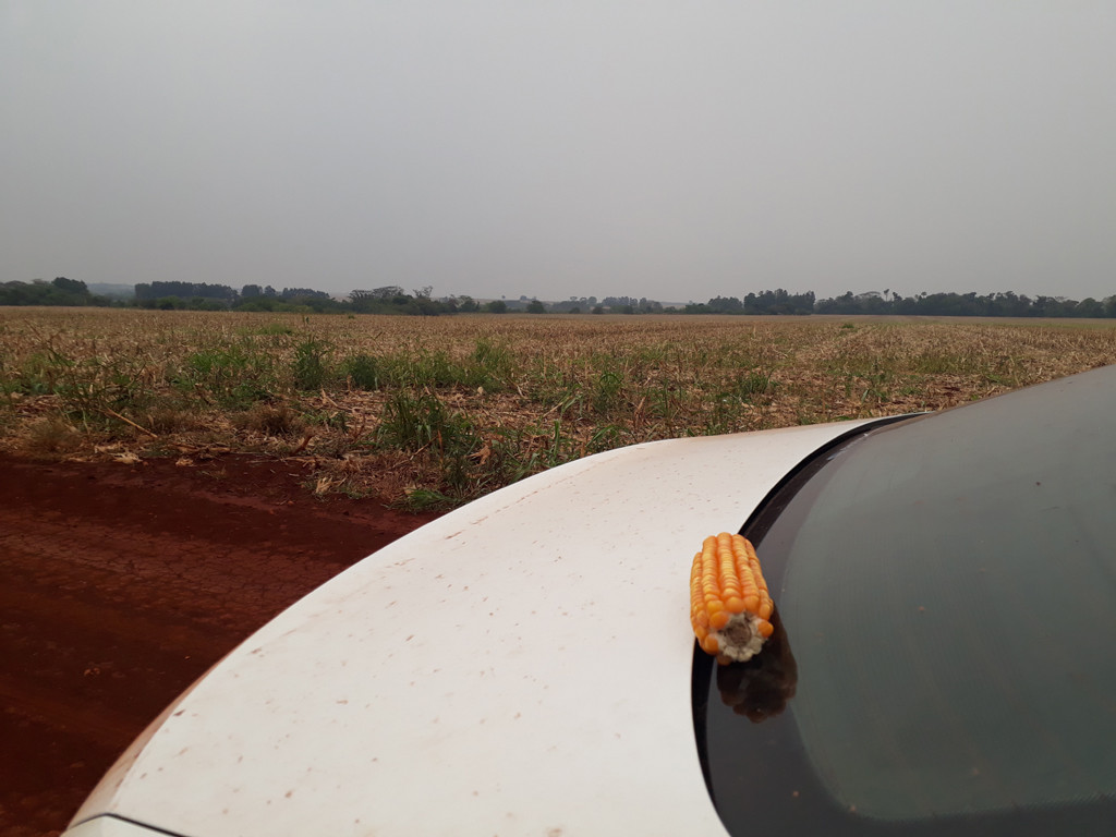 Confluência 470 metros adiante e espiga de milho encontrada na plantação durante a caminhada - confluence 470 meters ahead and corn cob found in the plantation during the hike