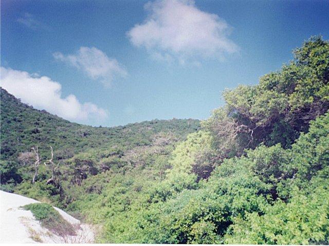 here the sand dunes end and the dense forest starts 400 meters from confluence