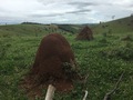 #9: Termite hills nearby