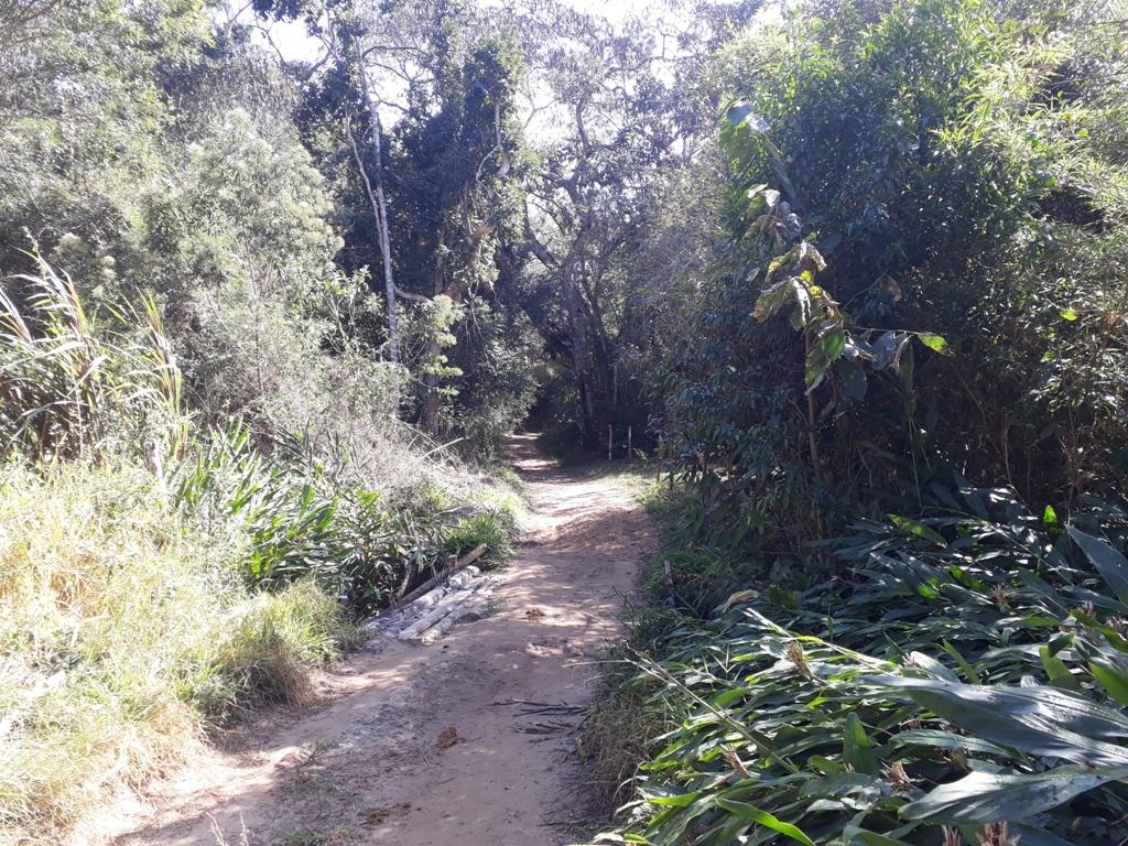 Atravessando a mata ciliar - crossing the riparian forest