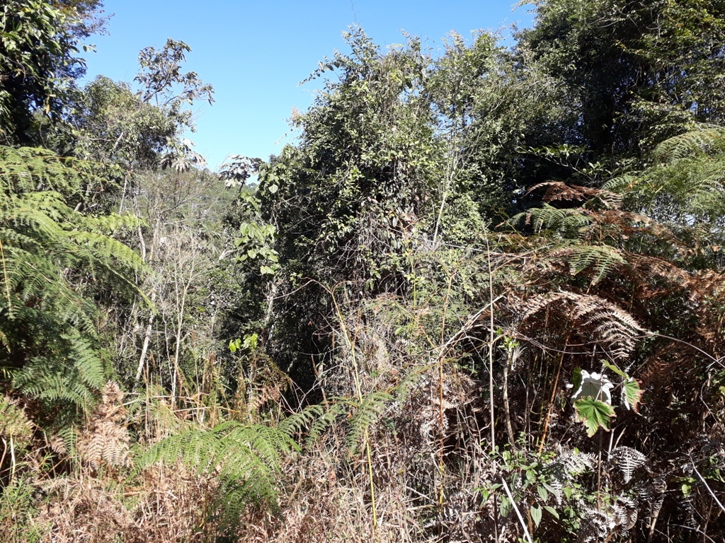 Visão oeste - west view