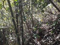 #10: Trecho mais difícil: 105 metros de escalada em um trecho extremamente íngreme de mato fechado - hardest leg: 105 meters climb in a very steep, dense forest track