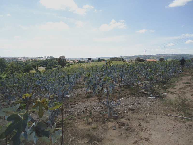 Fig crop nearby the confluence