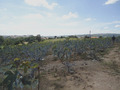 #7: Fig crop nearby the confluence