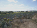 #7: Fig crop nearby the confluence