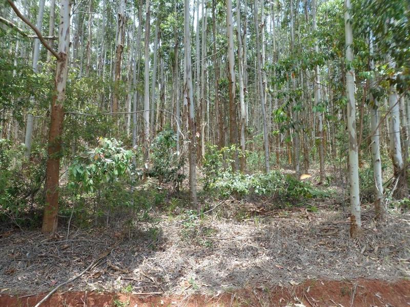 Visão geral, a partir da estrada de terra, a 40 metros da confluência - General view, from dirt road, 40 meters close to the confluence