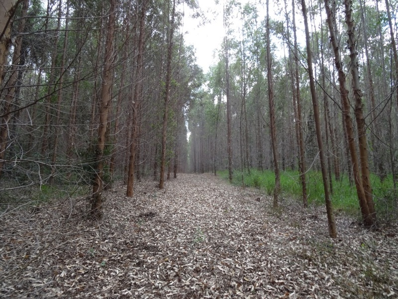 Senda en el bosque. Path in the forest